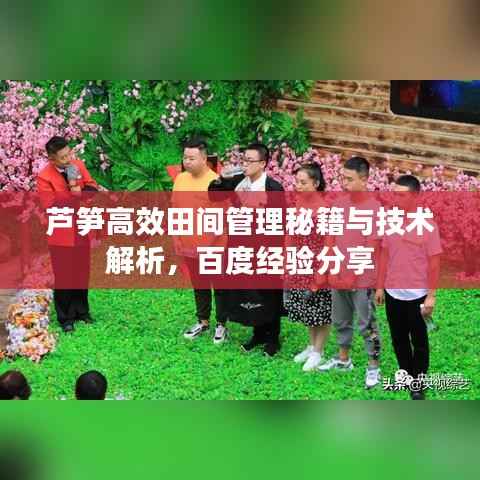 芦笋高效田间管理秘籍与技术解析,百度经验分享