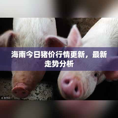海南今日猪价行情更新,最新走势分析