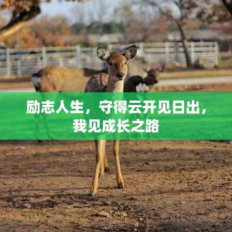 励志人生,守得云开见日出,我见成长之路