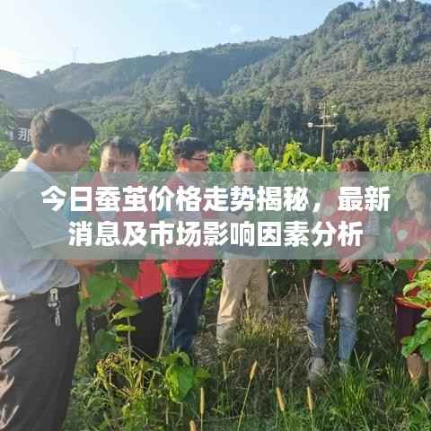 今日蚕茧价格走势揭秘,最新消息及市场影响因素分析
