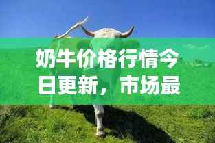 奶牛价格行情今日更新，市场最新动态及趋势分析