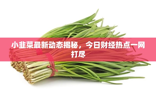小韭菜最新动态揭秘,今日财经热点一网打尽
