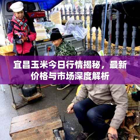 宜昌玉米今日行情揭秘，最新价格与市场深度解析