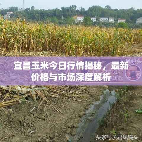 宜昌玉米今日行情揭秘,最新价格与市场深度解析