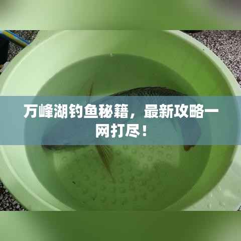 万峰湖钓鱼秘籍，最新攻略一网打尽！